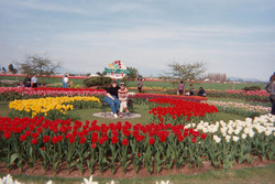 Pics/tulips_circle1.jpg - 3