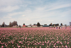 Pics/tulips_pink2.jpg - 5