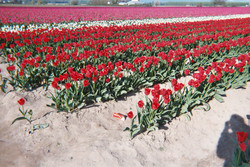 Pics/tulips_red1.jpg - 8