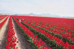 Pics/tulips_red2.jpg - 9