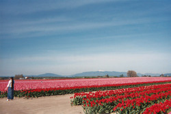Pics/tulips_red_and_pink1.jpg - 10