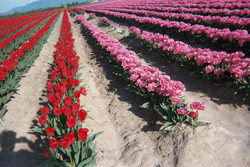 Pics/tulips_red_and_pink2.jpg - 11