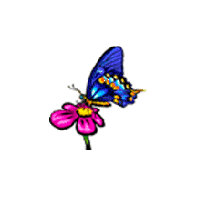  butterfly1.gif 