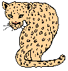  leopard1.gif 