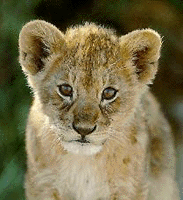  lion_cub.gif 