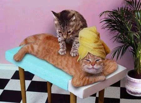 Cat_Massage